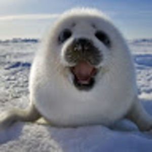 Meet your Posher, Miyumi